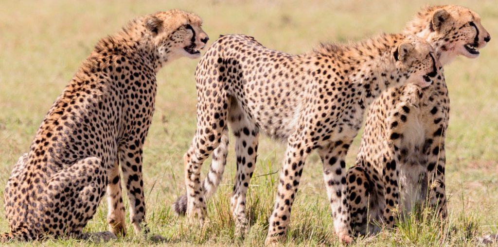 Safari Holiday Mombasa to  Nairobi | 7-Days Adventure Road Safari 
